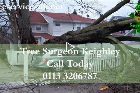 Tree Surgeon Keighley BD20 | Stump Root And Tree Removal Tree Trimming Services In Keighley W Yorks