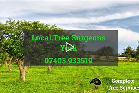 Tree Surgeon York - Root Stump And Tree Removal Tree Trimming Services Throughout North Yorkshire