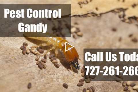 Exterminator Gandy Forida - Domestic Pest Control Emergency Bed Bug Control & Termite Control