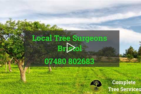Emergency Tree Surgeon Bristol - Root Stump And Tree Removal Crown Reduction And Tree Dismantling