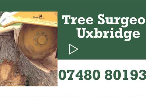 Tree Surgeon Uxbridge Stump Grinding Tree & Root Removal Tree Trimming Services  Near Me