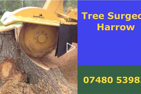 Tree Surgeon Harrow Tree Surgery Stump Removal Root Removal And Other Tree Services