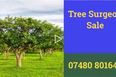 Tree Surgeon Sale Root & Tree Removal Stump Grinding Tree Trimming Services  Near Me