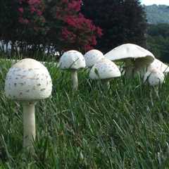 If Mushrooms Are Growing in Your Lawn, This Is What It Means