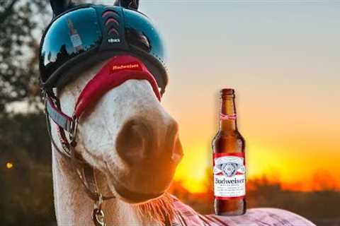 SUPER BOWL BUDWEISER CLYDESDALE COMMERCIAL 2023