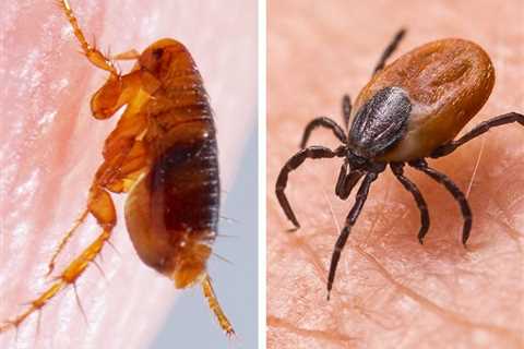 What’s the Difference Between Fleas and Ticks?