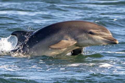 A Famed Dolphin-Human Fishing Partnership Is in Danger of Disappearing