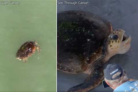 A nature videographer flying a drone spotted an endangered loggerhead sea turtle struggling in the..