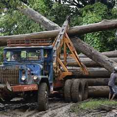 New Justice Department-led task force pledges global crackdown on illegal timber trade