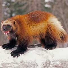 Some U.S. Wolverines to Be Protected by Endangered Species Act