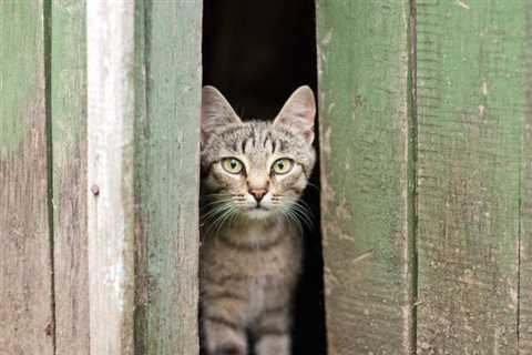 What Are Barn Cats?