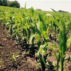 The Impact of Agriculture on the Economy of Lane County, Oregon