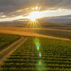 The Perfect Climate for Growing Grapes in Clark County, Washington