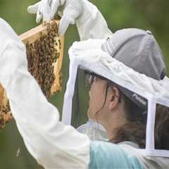 The Secrets of Honey Extraction: Insights from Beekeepers in McDowell County, North Carolina