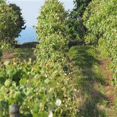 The Evolution of Winemaking in Chautauqua County, New York