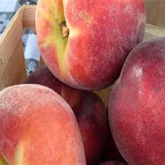 The Ultimate Guide to Exploring Public Markets in Duval County, Florida