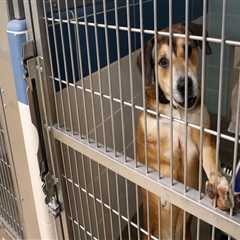 The Importance of Animal Rescue Centers in Broward County, Florida