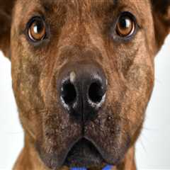 The Importance of Animal Rescue Events and Specials in Broward County, Florida