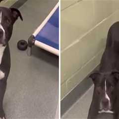 The Ins and Outs of Surrendering an Animal to a Rescue Center in Broward County, Florida
