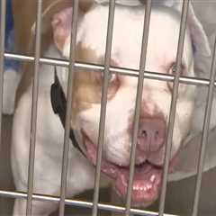 The Importance of Microchipping Adopted Animals at Animal Rescue Centers in Broward County, Florida