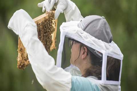The Secrets of Honey Extraction: Insights from Beekeepers in McDowell County, North Carolina