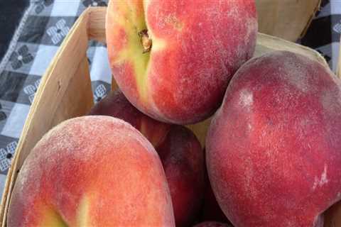 The Ultimate Guide to Exploring Public Markets in Duval County, Florida