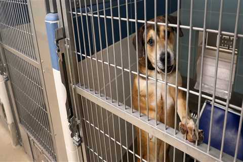 The Importance of Animal Rescue Centers in Broward County, Florida