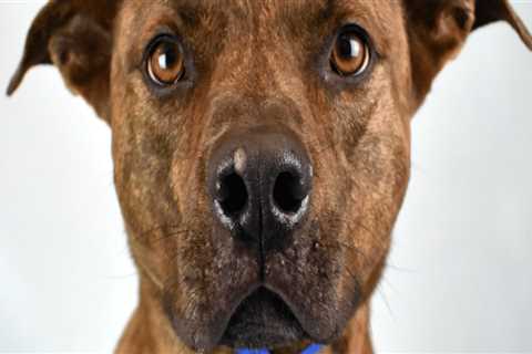 The Importance of Animal Rescue Events and Specials in Broward County, Florida