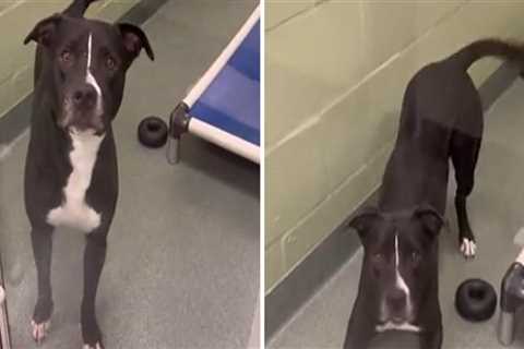 The Ins and Outs of Surrendering an Animal to a Rescue Center in Broward County, Florida