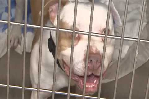 The Importance of Microchipping Adopted Animals at Animal Rescue Centers in Broward County, Florida