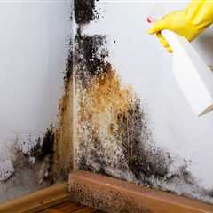 Mesa Mold Removal: Signs, Risks & Expert Remediation