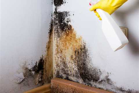Mesa Mold Removal: Signs, Risks & Expert Remediation