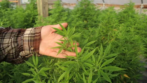New Jersey Lawmakers Mull Stronger Labor Protections for Cannabis Industry Workers