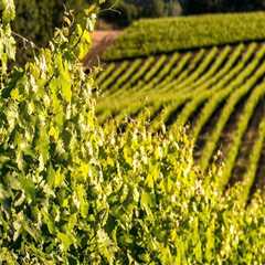 Sustainable Practices in Central California's Wine Industry: An Expert's Perspective