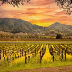 The Growing Wine Industry in Central California