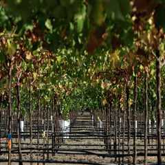 The Sustainable Evolution of Wine Production in Central California