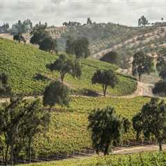 The Economic Impact of Wine Industries in Central California: An Expert's Perspective