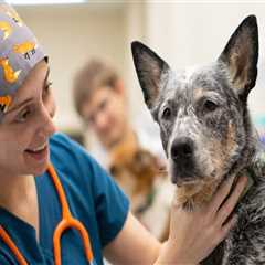 Improving Animal Welfare in East Tennessee: A Comprehensive Guide