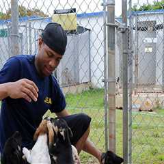 The Challenges and Solutions for Animal Welfare in East Tennessee