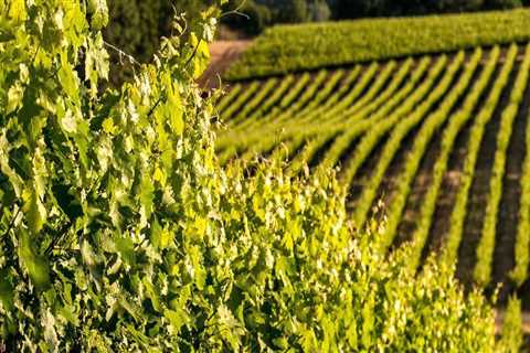 Sustainable Practices in Central California's Wine Industry: An Expert's Perspective