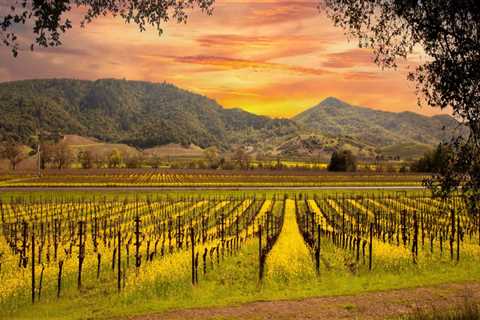 The Growing Wine Industry in Central California