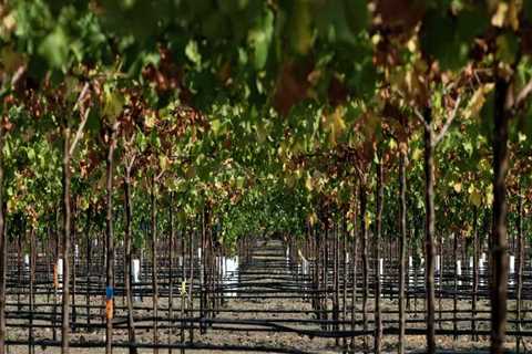The Sustainable Evolution of Wine Production in Central California