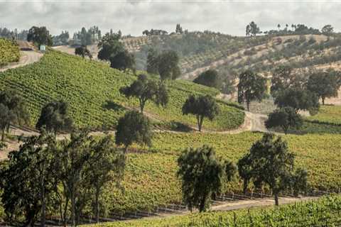The Economic Impact of Wine Industries in Central California: An Expert's Perspective