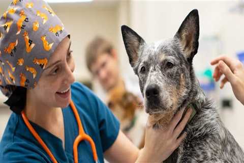 Improving Animal Welfare in East Tennessee: A Comprehensive Guide