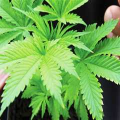 The Ins and Outs of Obtaining a License to Grow Cannabis in Southwest Washington