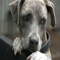 The Reality of Euthanasia at Animal Shelters in Southeast SC