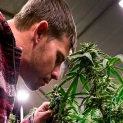 The Ins and Outs of Obtaining a License to Manufacture Cannabis Products in Southwest Washington