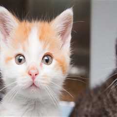 The Power of Donations and Funds for Animal Shelters in Southeast SC