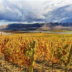 The Secrets of Vineyards in Western Washington