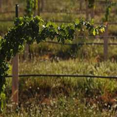 The Impact of Local Regulations on the Wine Industry in Southwest Washington